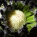 Black and green protea. by robz