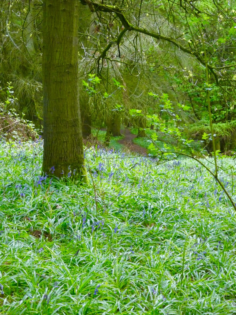 A walk in the Bluebell Wood by orchid99