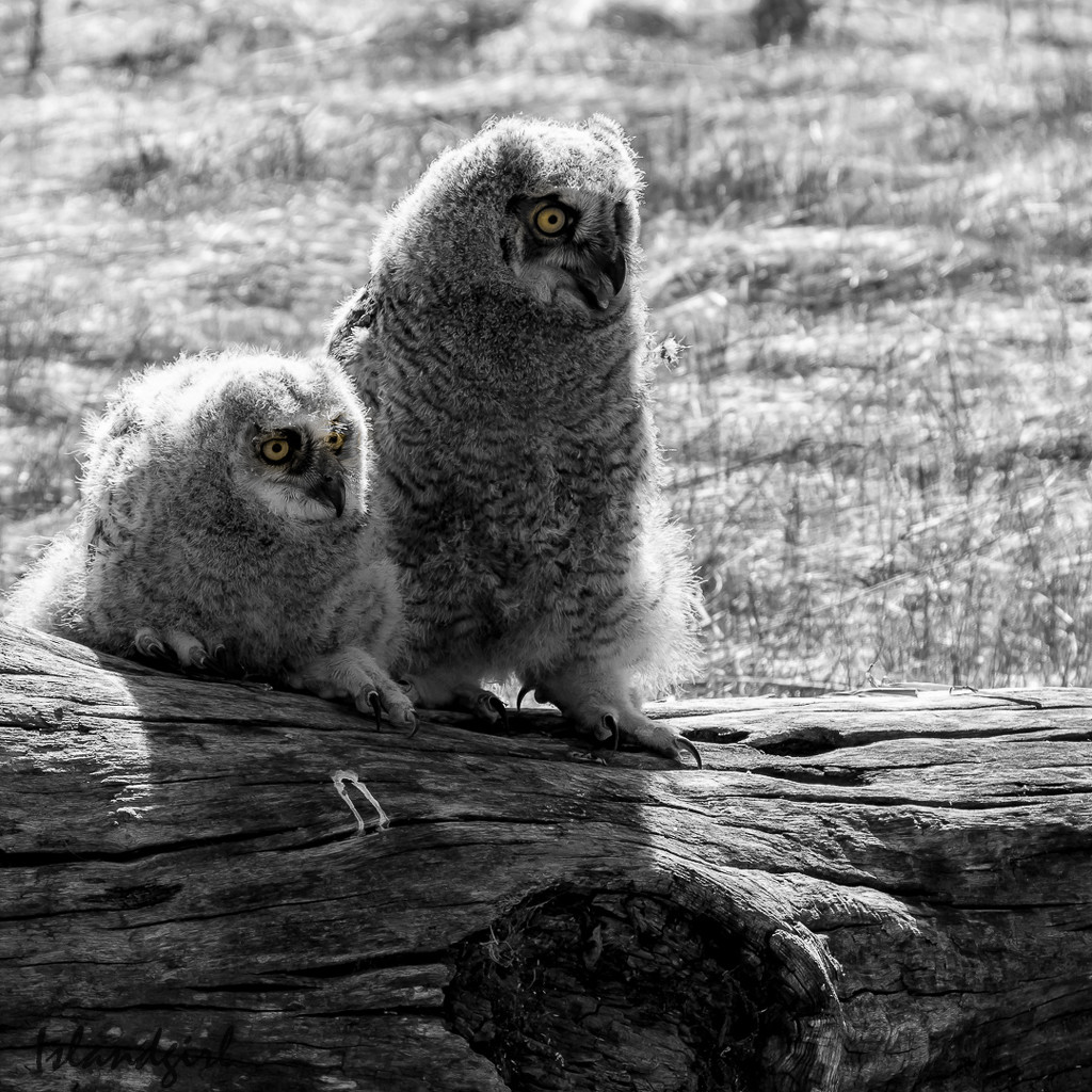 Two Great Horned Owlets by radiogirl