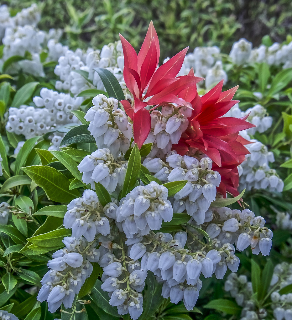 Pieris Flowers by tonygig
