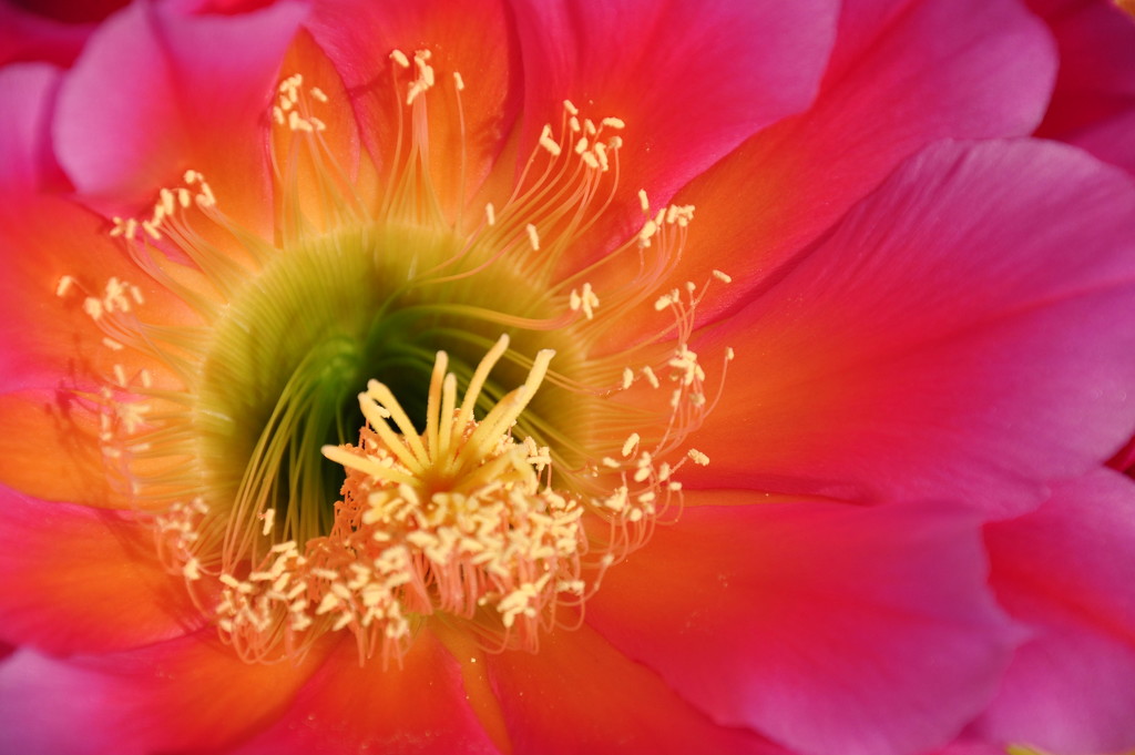 Cactus Flower Close-up by stownsend