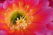 25th Apr 2018 - Cactus Flower Close-up