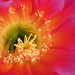 Cactus Flower Close-up by stownsend