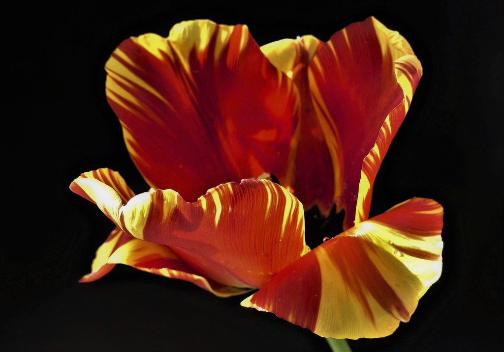 Sunlit Tulip by carole_sandford