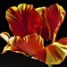 Sunlit Tulip by carole_sandford