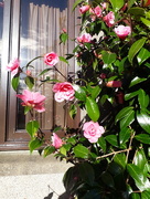 25th Apr 2018 - Loving our Camelia in sunshine