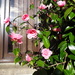 Loving our Camelia in sunshine by sarah19