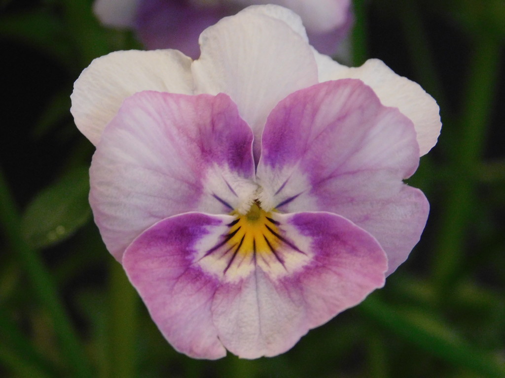  Pansy by 365anne