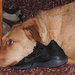 Guess I'll sleep on your shoe and look pathetic! by homeschoolmom