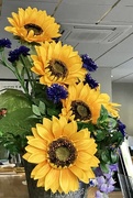 25th Apr 2018 - Chinese Sunflowers 