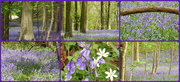 25th Apr 2018 - Bluebell Collage