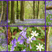 Bluebell Collage by 30pics4jackiesdiamond
