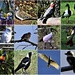 Collage Of My Bird Photos ~ by happysnaps