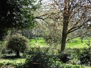 19th Apr 2018 - Spring in the Arboretum