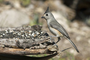 25th Apr 2018 - Black-crested Titmouse