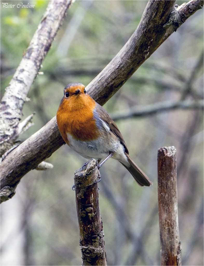 Robin No5 by pcoulson