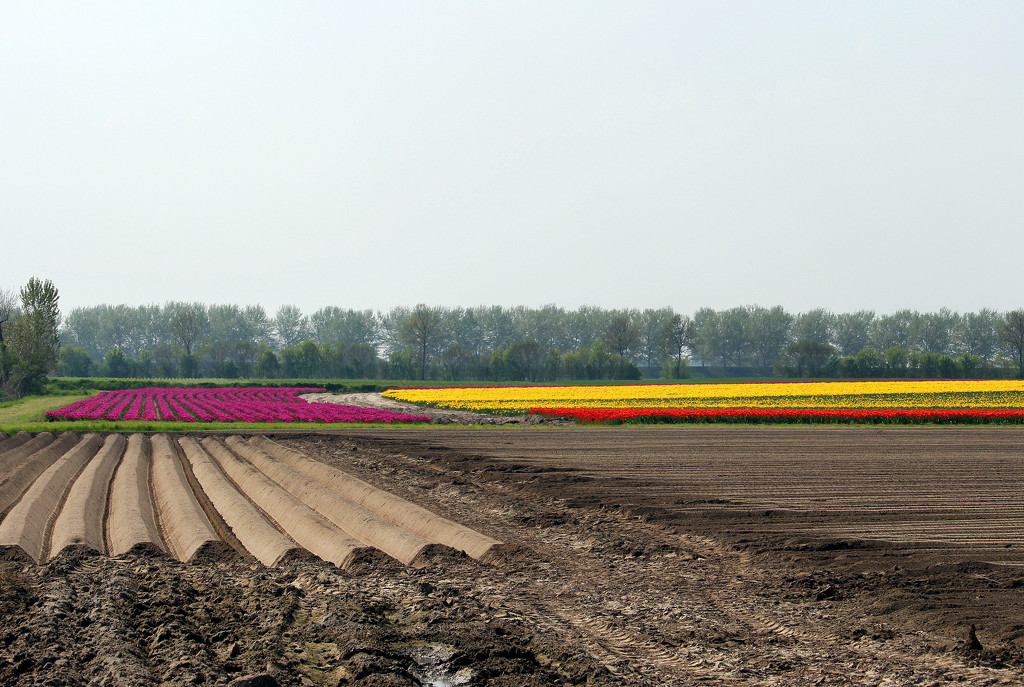 Tulips, just an other kind of crop by pyrrhula