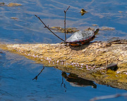 25th Apr 2018 - Painted Turtle with Reflection
