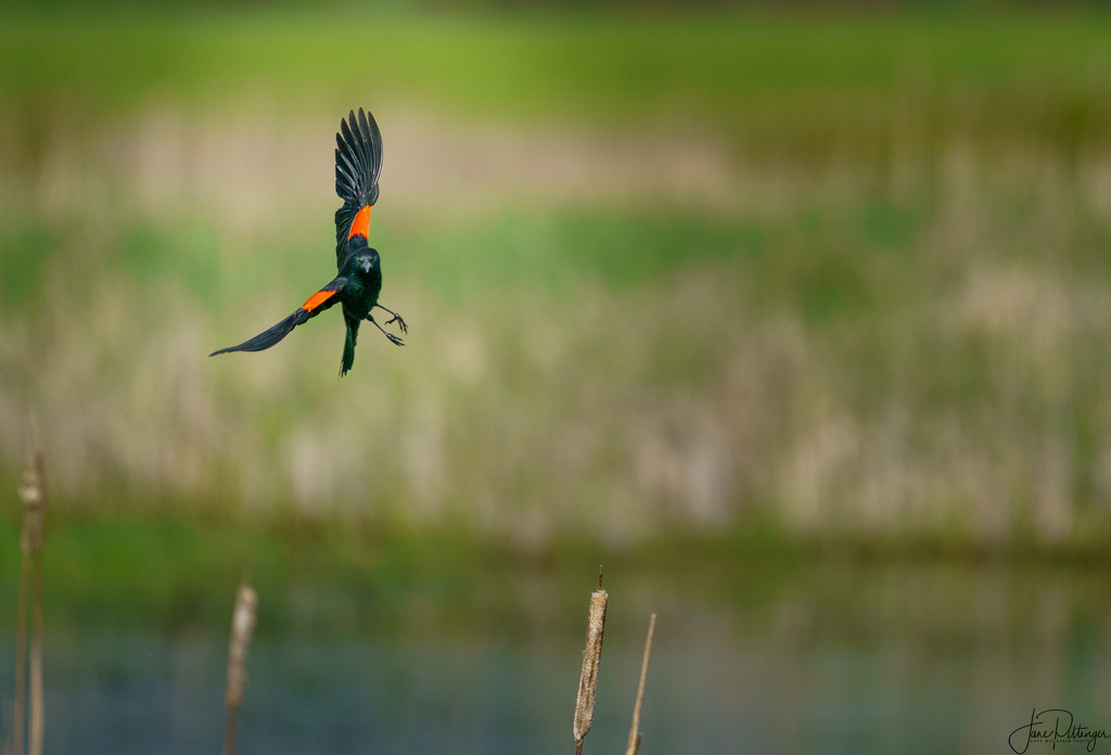Red Winged Blackbird Coming In  by jgpittenger