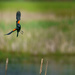Red Winged Blackbird Coming In  by jgpittenger