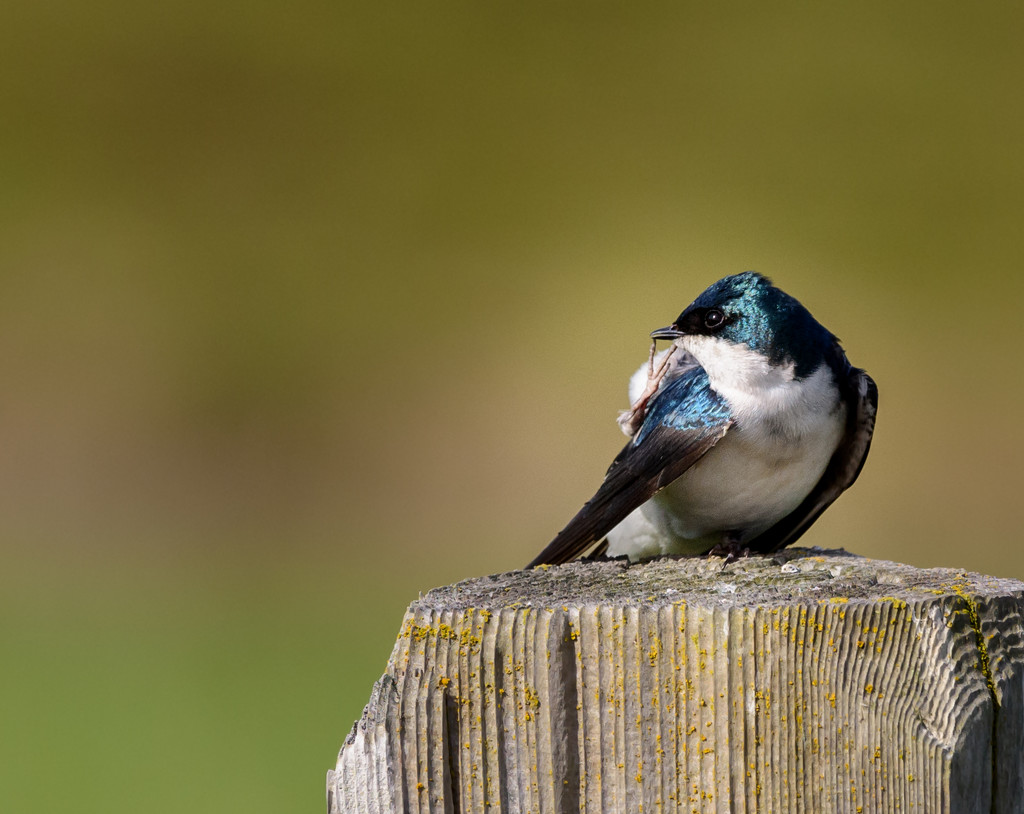 Tree Swallow with an Itch  by jgpittenger