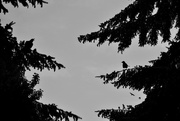 24th Apr 2018 - Crows and Trees