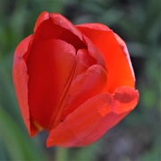 25th Apr 2018 - Afternoon Tulip