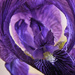 Iris  by joysfocus