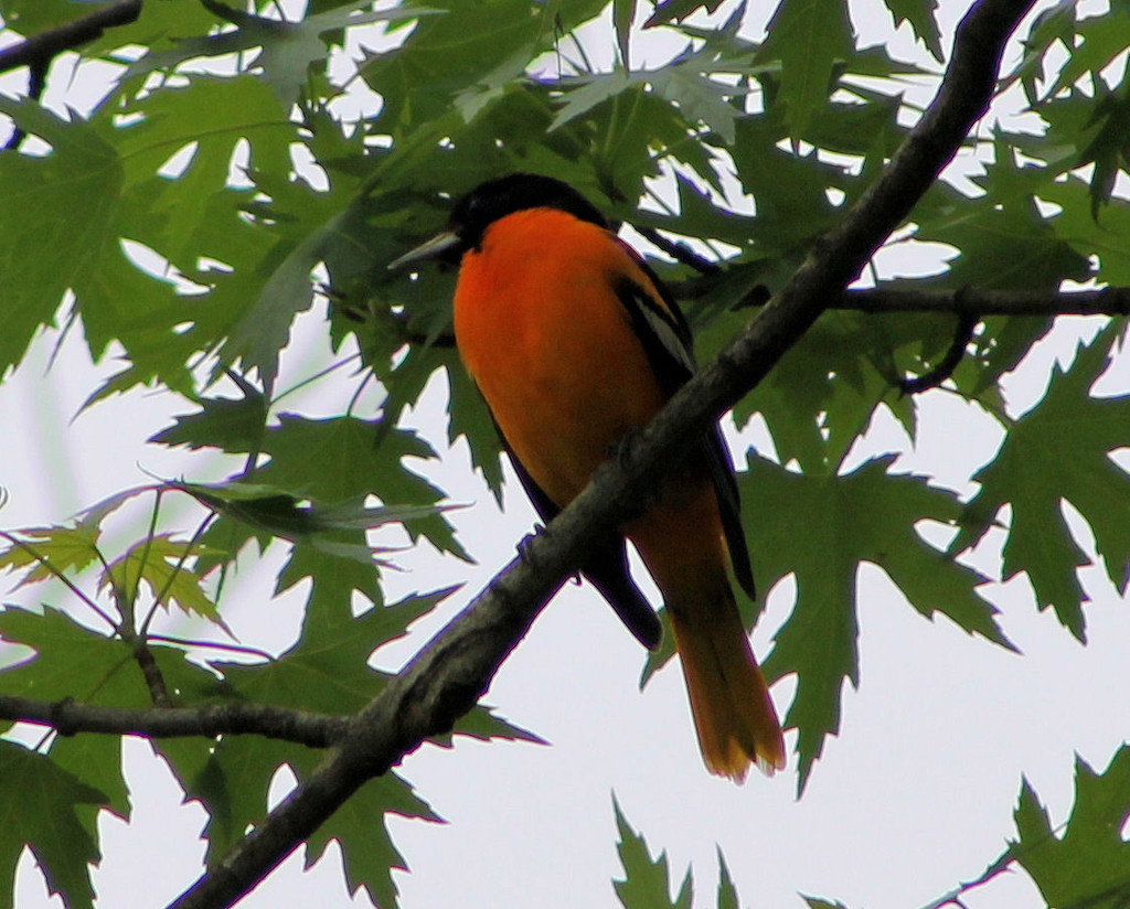 Baltimore Oriole by cjwhite
