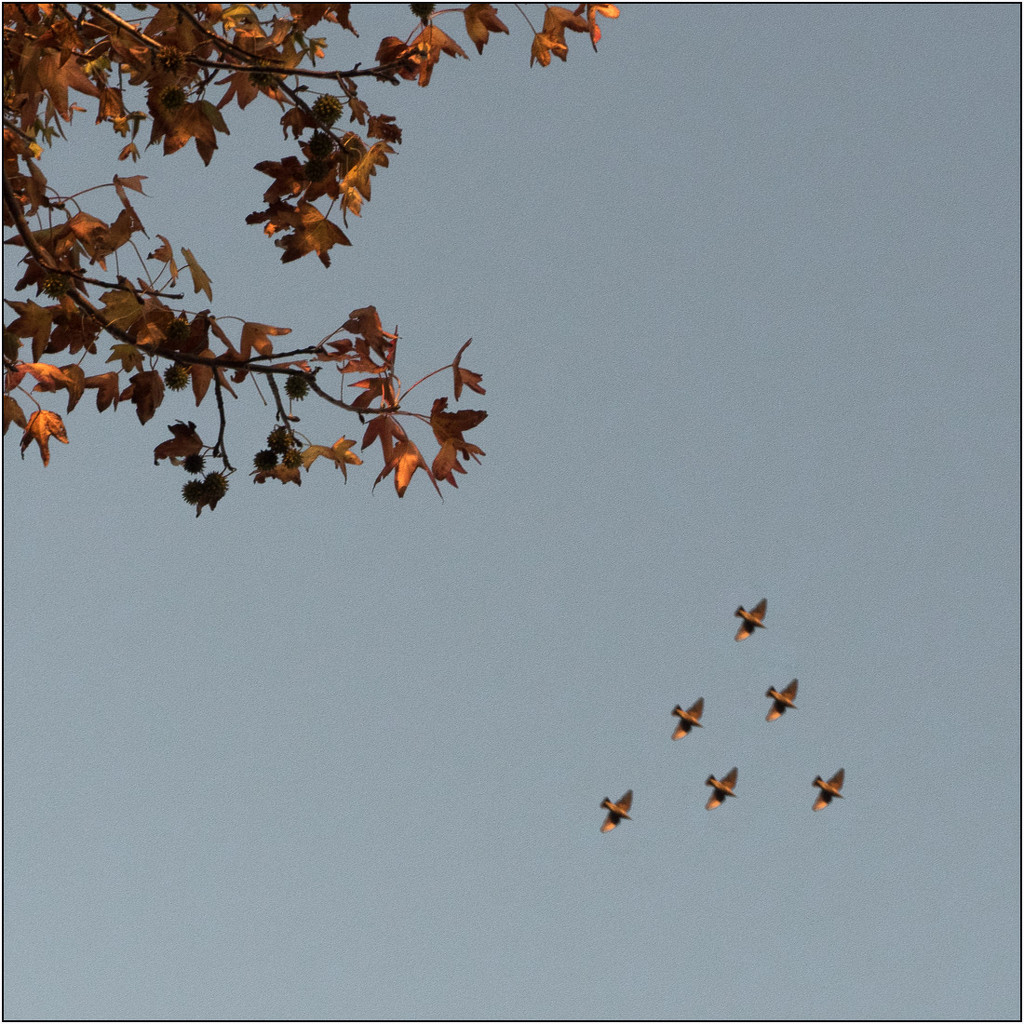 Autumn Birds by nzkites