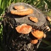 Fungi by susiangelgirl