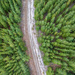 Pine plantation by teodw