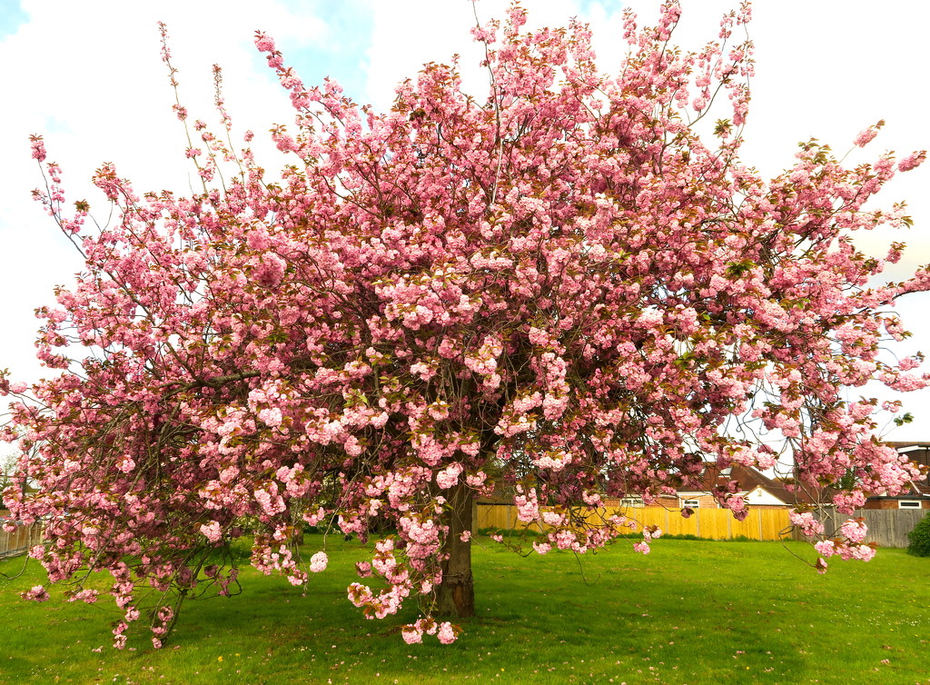 Pink Blossom by davemockford