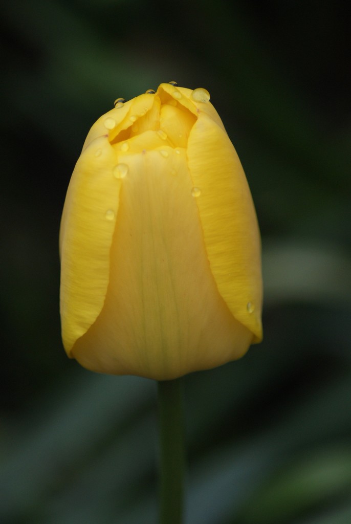 Yellow tulip by 365projectmaxine