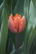 26th Apr 2018 - Orange tulip