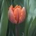 Orange tulip by 365projectmaxine