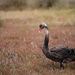 Black swan by jodies