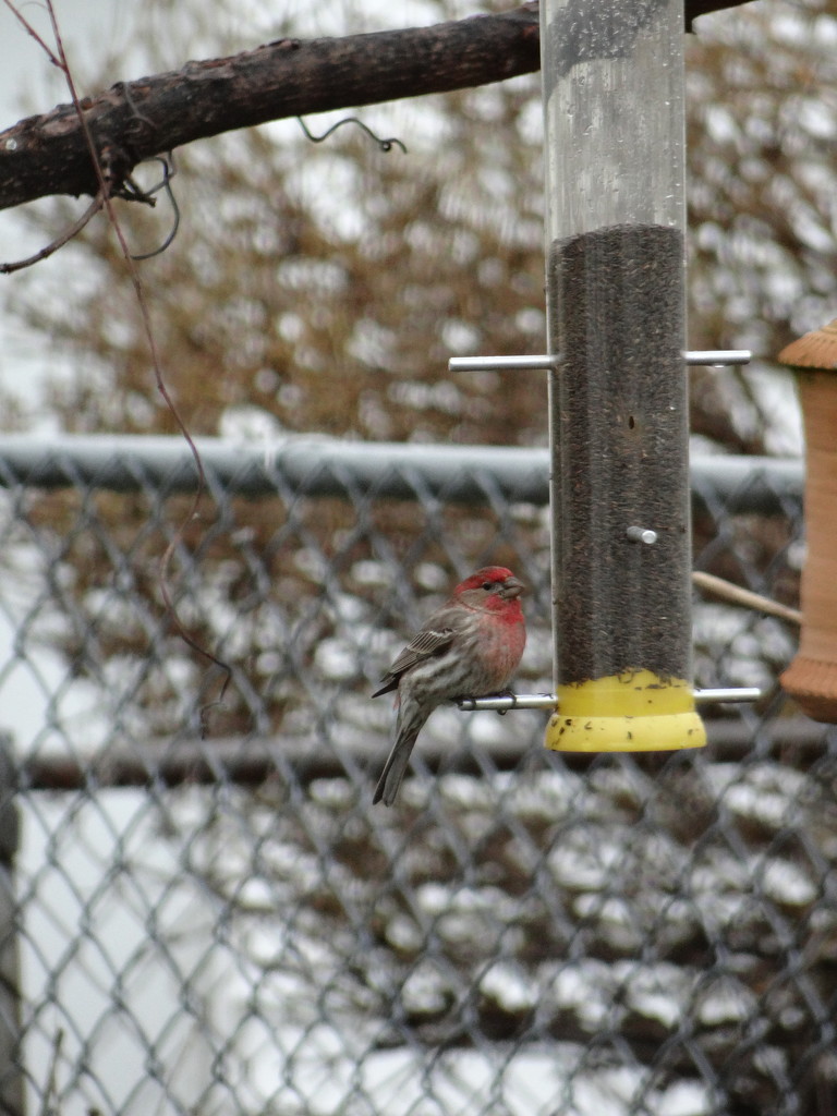 House Finch by brillomick