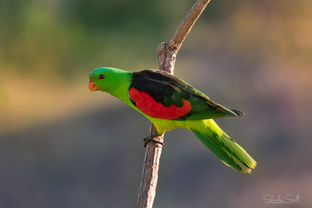 Red Winged Parrot by bella_ss