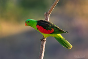 26th Apr 2018 - Red Winged Parrot