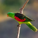 Red Winged Parrot by bella_ss
