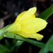 The first daffodil  by bruni