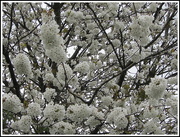 26th Apr 2018 - Old white blossom tree, Parker St. Rishton.