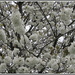 Old white blossom tree, Parker St. Rishton. by grace55