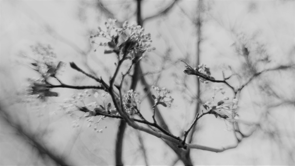 Blossom In Black .. And White by motherjane