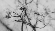 26th Apr 2018 - Blossom In Black .. And White