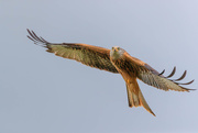 26th Apr 2018 - Red Kite-really really close