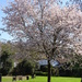 cherry blossom by arthurclark