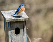 26th Apr 2018 - Eastern Bluebird Atop a Birdhouse Landscape