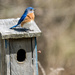 Eastern Bluebird Atop a Birdhouse Landscape by rminer